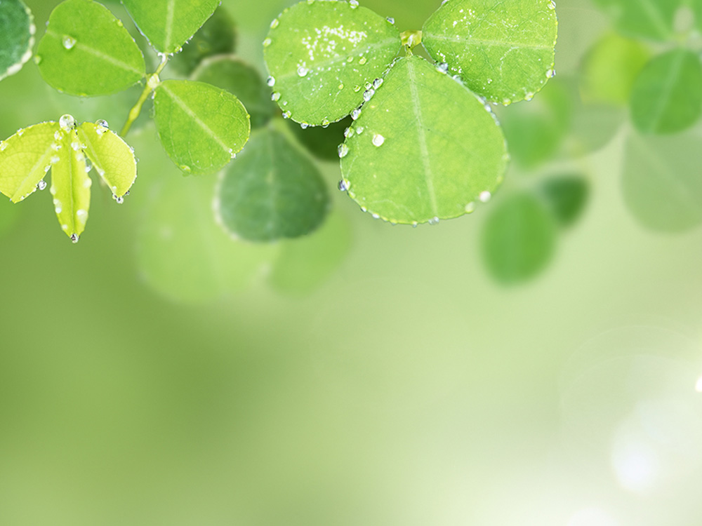 Eco image of four leaf clover
